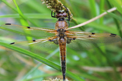 Viervlek - Fjouwerflek - Libellula quadrimaculata