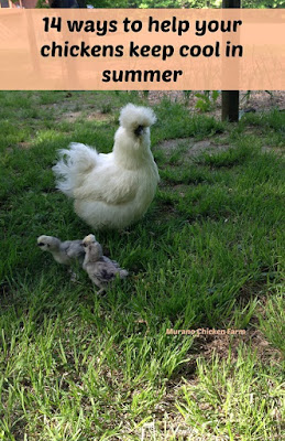 prevent heat stroke chickens