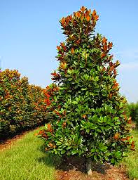  Magnolia Grandiflora