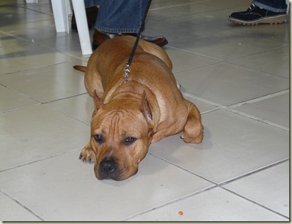 Expo_Canina135