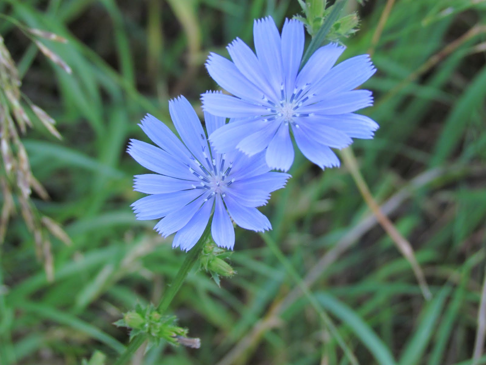 Chicory Wallpaper