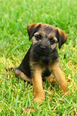 images of border terriers