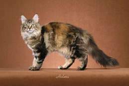 gambar kucing brown classic tortoiseshell tabby