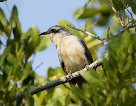 Mangrove Cuckoo - Black Point Park Marina, Florida