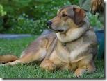 dog one