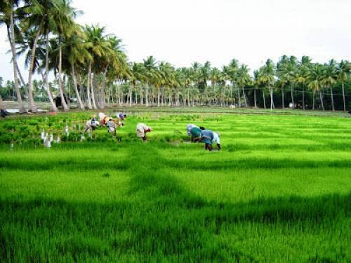 Sevai Shgs Show The Way In Organic Farming