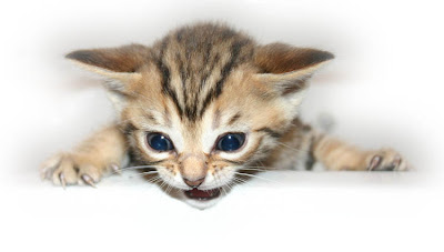 kitten cats - Puppy Healthy Cats Picss