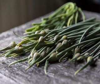 Garlic scapes on a table