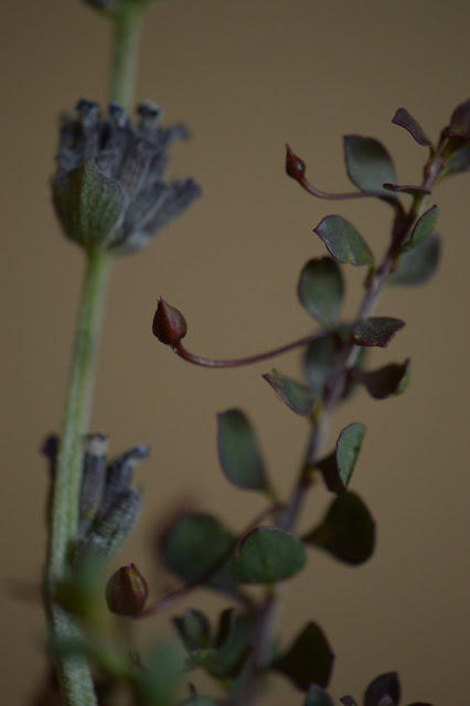 eremophila valentine, small sunny garden, desert garden, monday vase meme, amy myers, photography