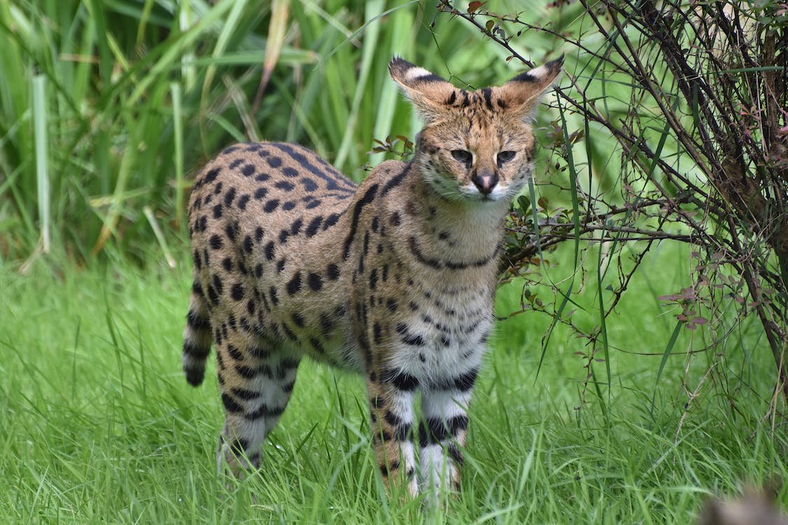 A Serval Cat in the Wild