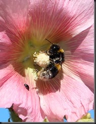 Bumblebee