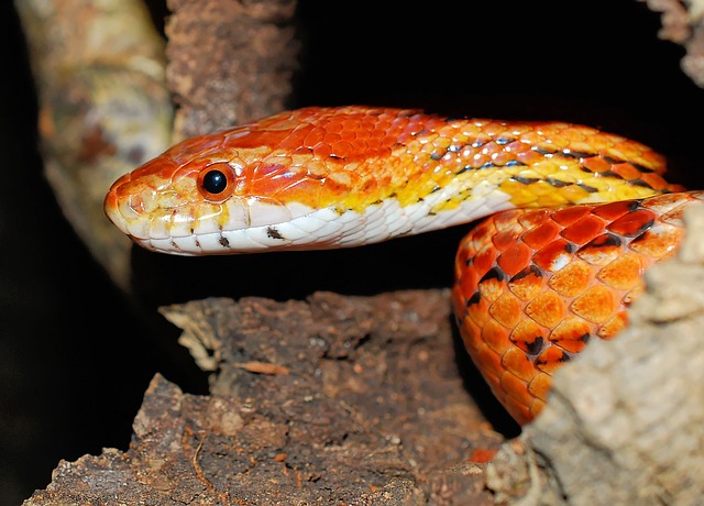 milk snake