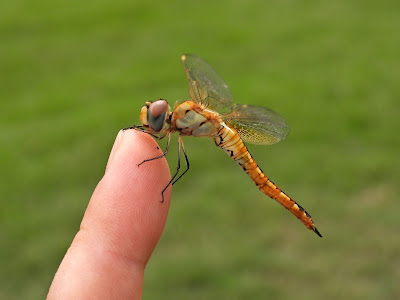 Wandering Glider in Wangling Park