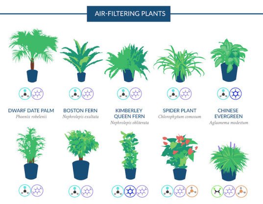 Top 18 houseplants for purifying the air you breathe, according to NASA