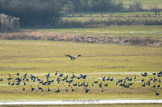 Wildlifefotografie Gänse Kranich Olaf Kerber