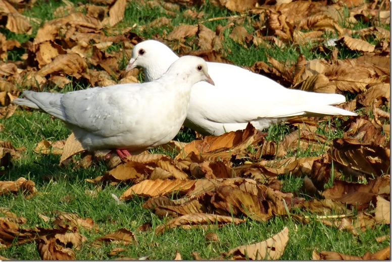 paris luxembourg Gardens white doves 111718 00000