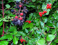 Autumn Fruits