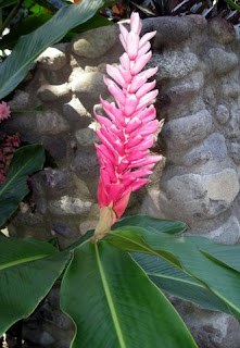 Alpina purpurata, Pink ginger, La Ceiba, Honduras