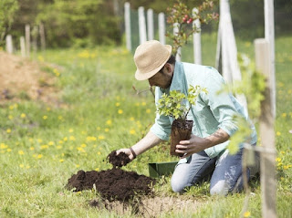 HOBBI BERKEBUN MENJADI TERAPI HORTIKULTURA BAGI KESEHATAN BERKEBUN MENJADI TERAPI HORTIKULTURA BAGI KESEHATAN