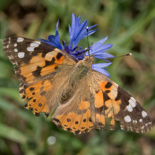 Vanessa cardui