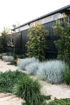 Australian Native Garden Landscapes - Buddy Blog Ideas