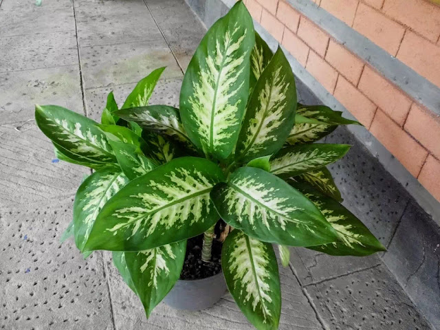  CONTOH  DAUN PALING POPULER DI INDONESIA 24 CONTOH  DAUN PALING POPULER DI INDONESIA
