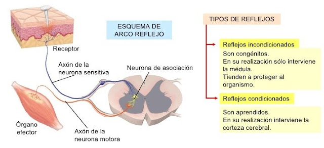 Biología - Rey Josías: Sistema Nervioso Central