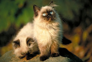 Himalayan Cat Pictures