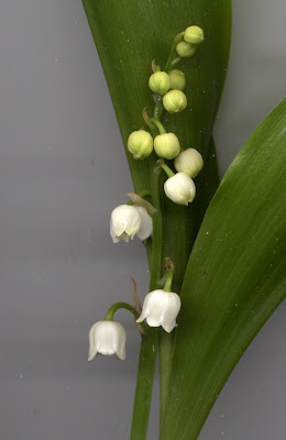 Brin de muguet