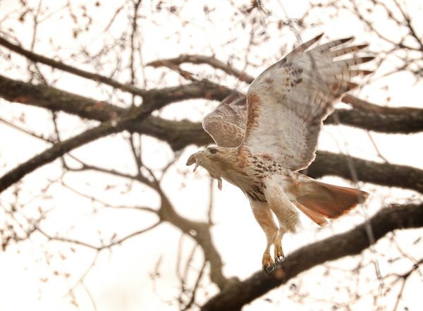 Christo the resident male red-tailed hawk.