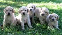 Labrador Retriever Breed Information and Facts.