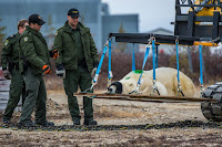 The Polar Bear Alert Program has been a tremendous success, for both bears and humans. From a site of fatal conflict, Churchill has become a symbol of co-existence—not to mention a major tourist destination for people keen to see and photograph the bears.