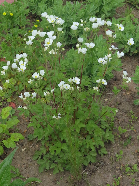 Лапчатка пачкающая / Лапчатка пачкающаяся (Potentilla inquinans)