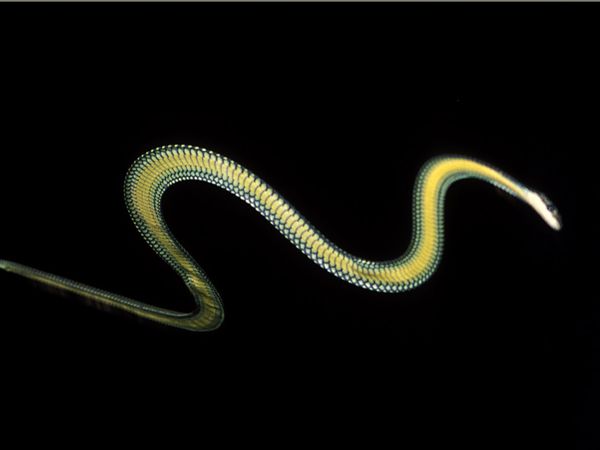 chrysopelea flying snake