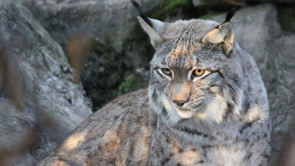 Asal Usul Kucing Lynx