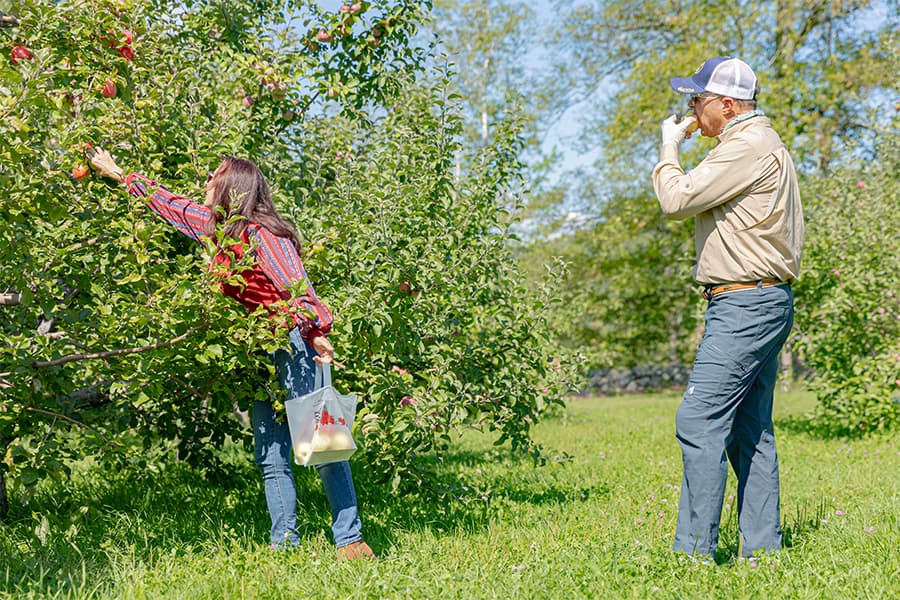 Picking Apples at Pietree Orchard