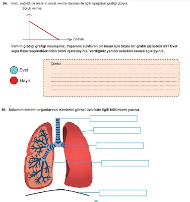 Solunum Sistemi Çalışma Kağıdı Pdf Açık Uçlu Sorular