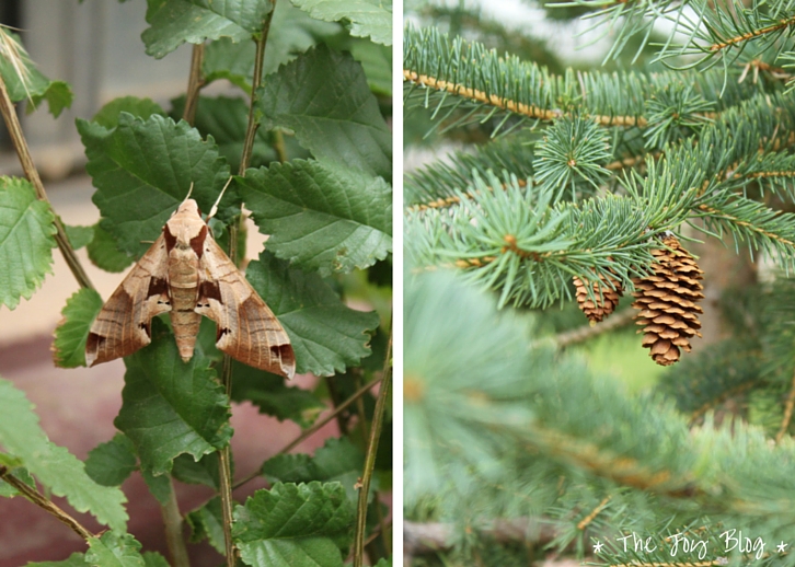 Moth & Pinecones // Independence Day in Small Town America // WWW.THEJOYBLOG.NET