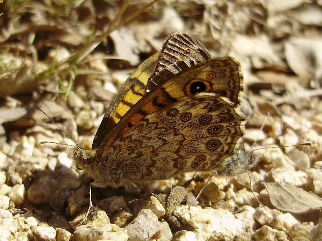 Pareja de mariposas Lasiommata megera en copula