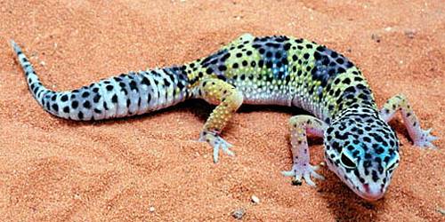 leopard gecko