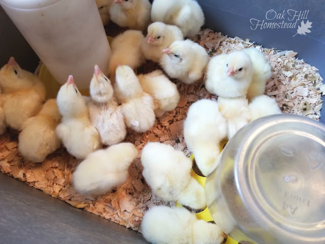 Day-old Cornish Cross chicks are balls of yellow fluff in the brooder lined with wood shavings.