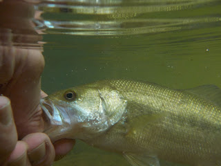 middle patuxent largemouth