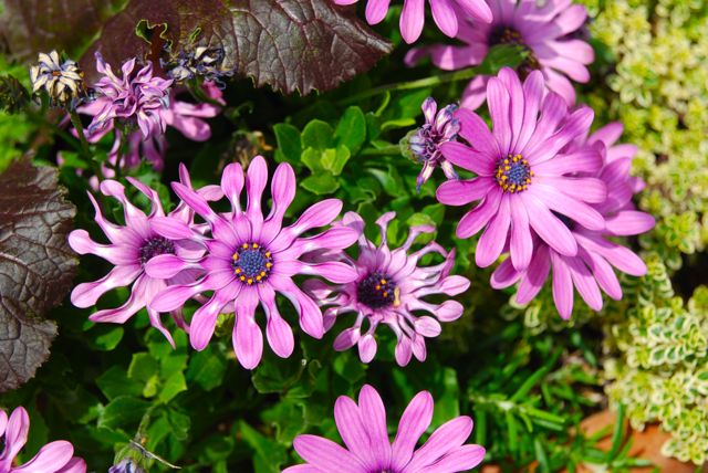 Osteospermum 'Whirligig' (purple form) was in many of the containers, along with variegated thyme and dark-leaved lettuce.