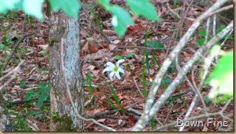 Pee Dee NWR_089