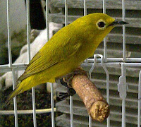 Burung Pleci Gacor