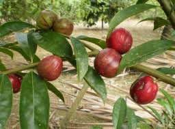 manfaat buah mahkota dewa