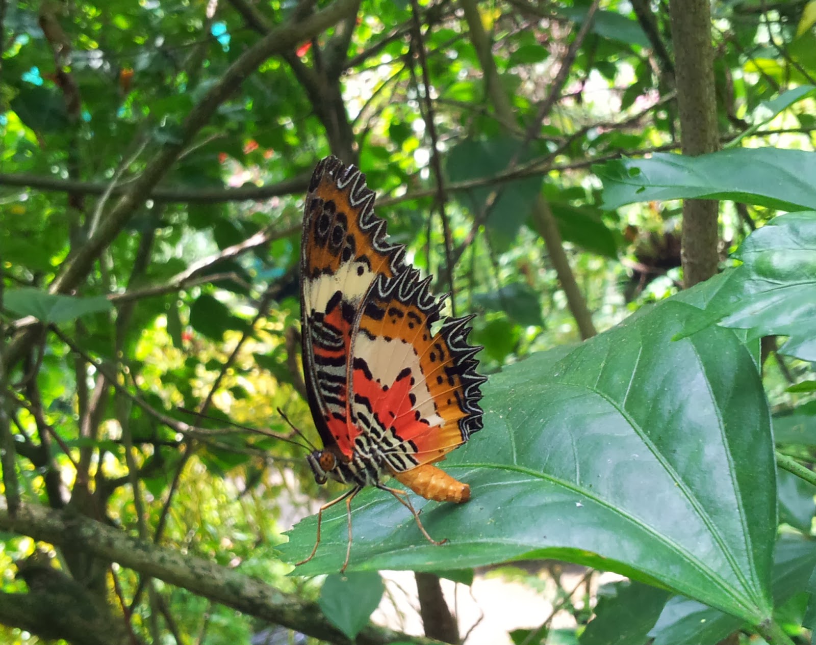 Creating Wonder the Petrosains Blog Butterfly Itu 