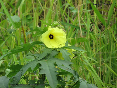 Abelmoschus esculentus, okra, ladies finger