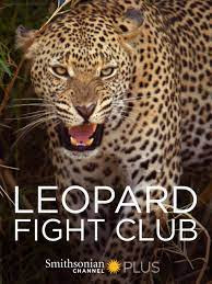 Stories of Africa: Leopard Fight Club