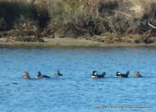 Hooded Mergansers, 11/13/10, Bill Forward Bird Blind, Parker River NWR